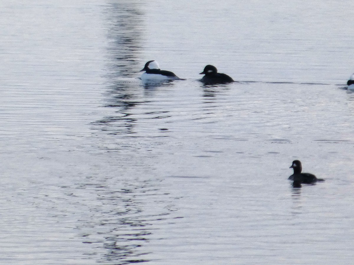 Bufflehead - ML646152405