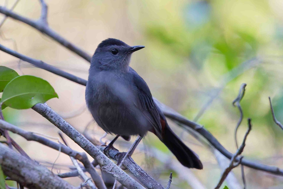Gray Catbird - ML646152406