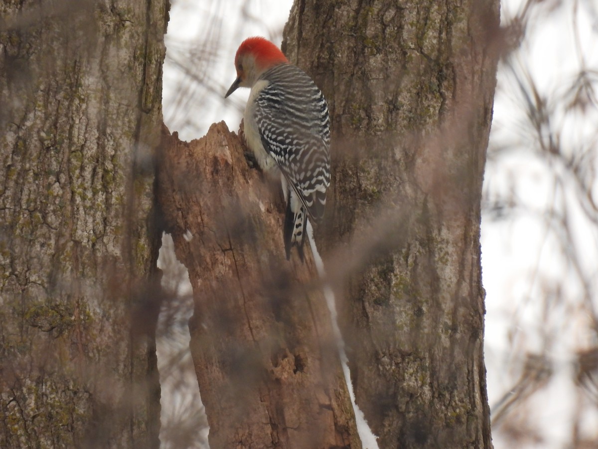 Red-bellied Woodpecker - ML646152407