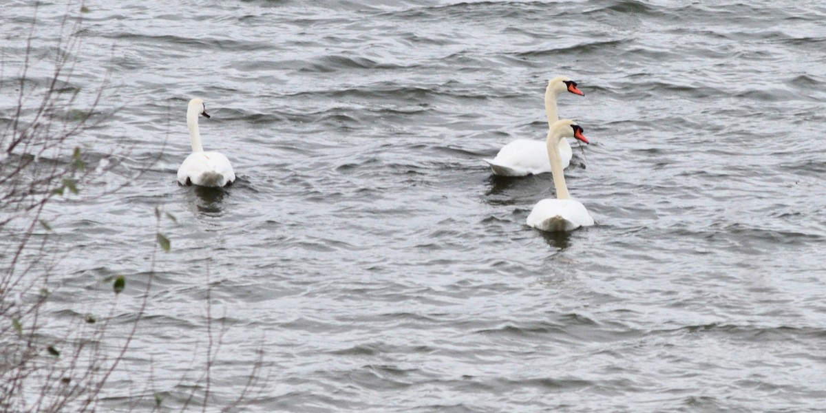 Cigno reale - ML646152408