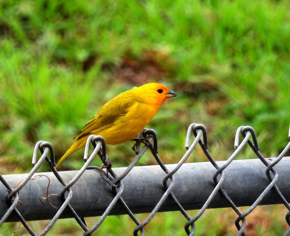 Saffron Finch - ML646152414