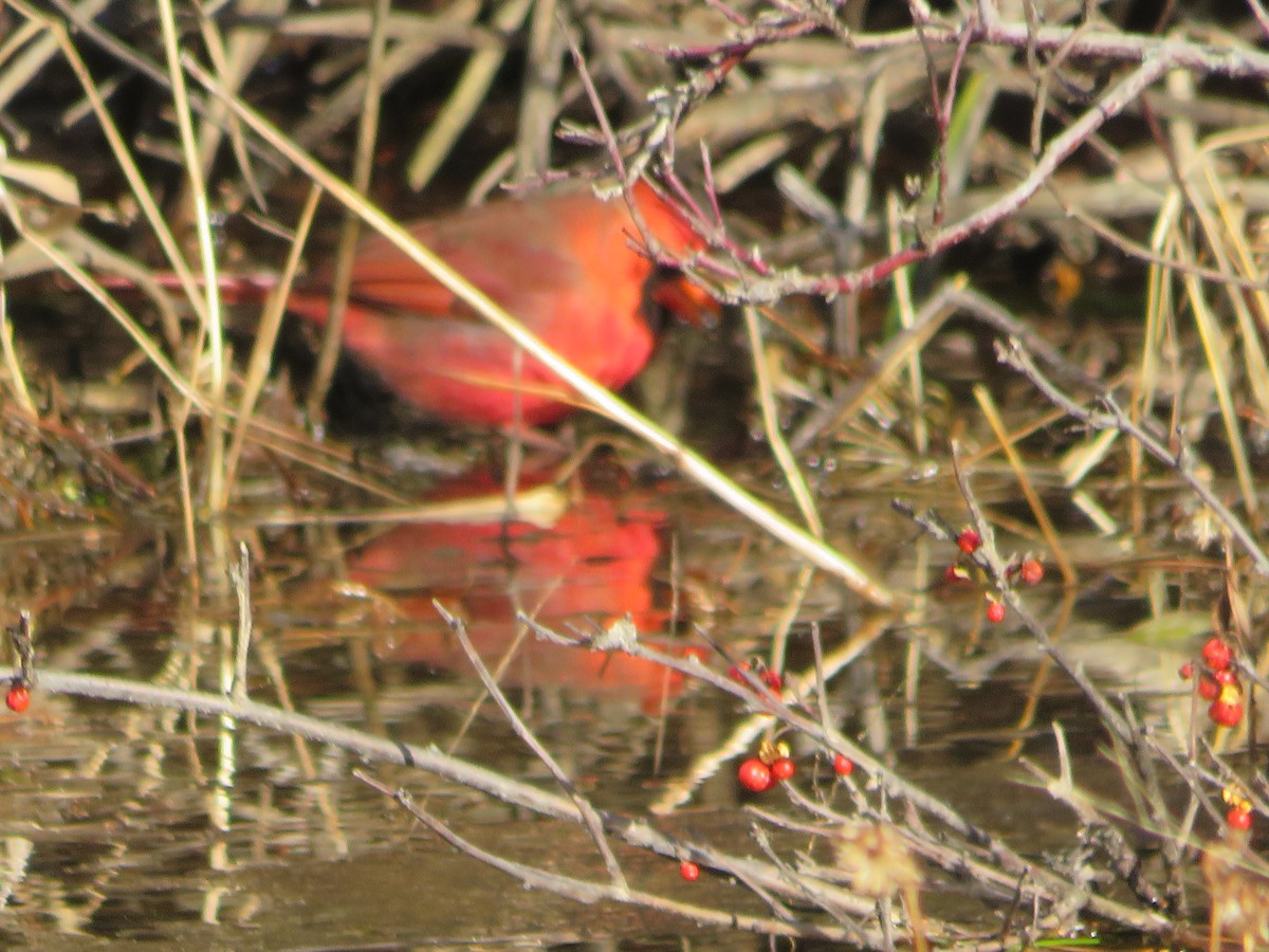 Northern Cardinal - ML646152436