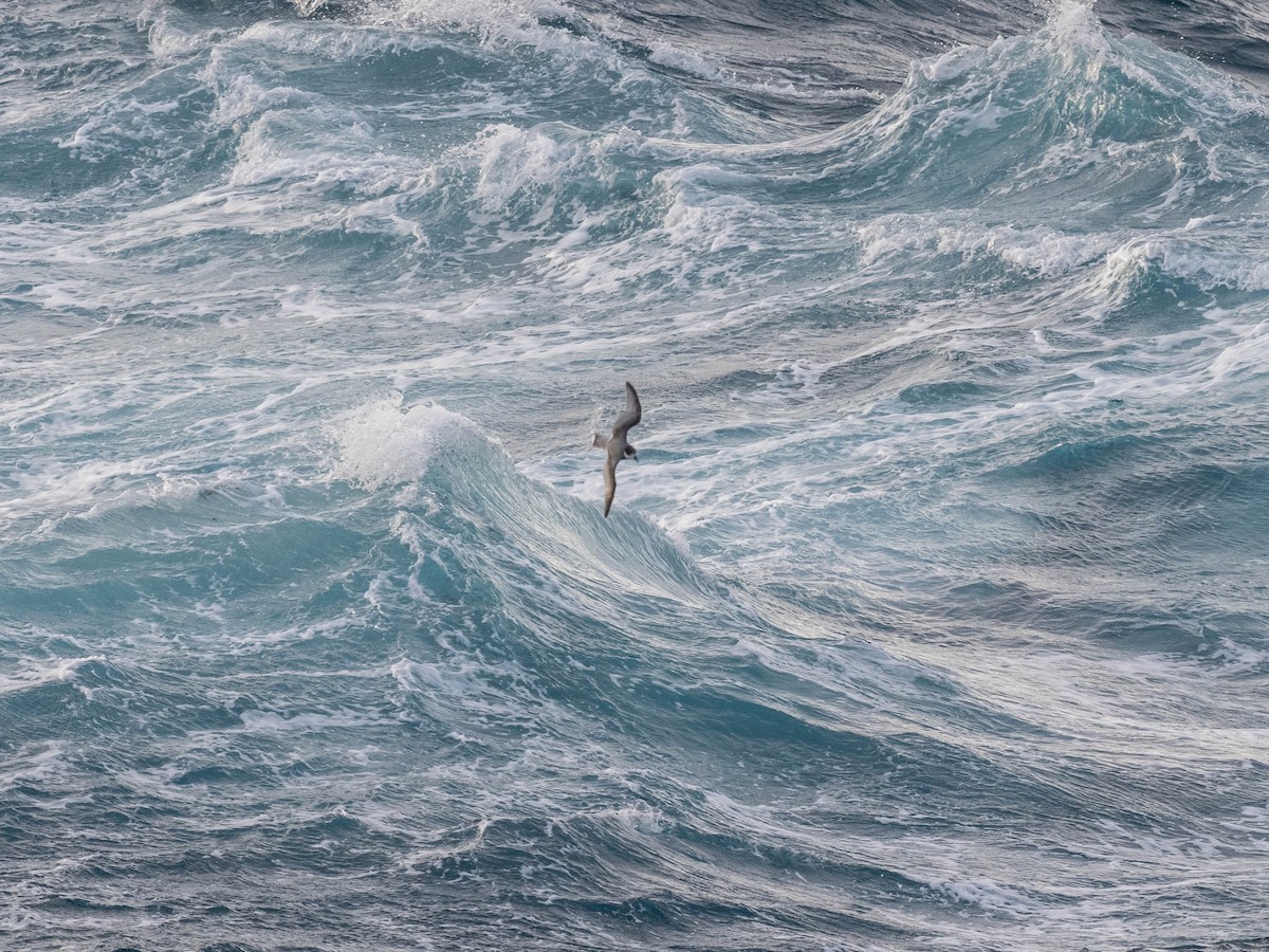 Blue Petrel - ML646152445