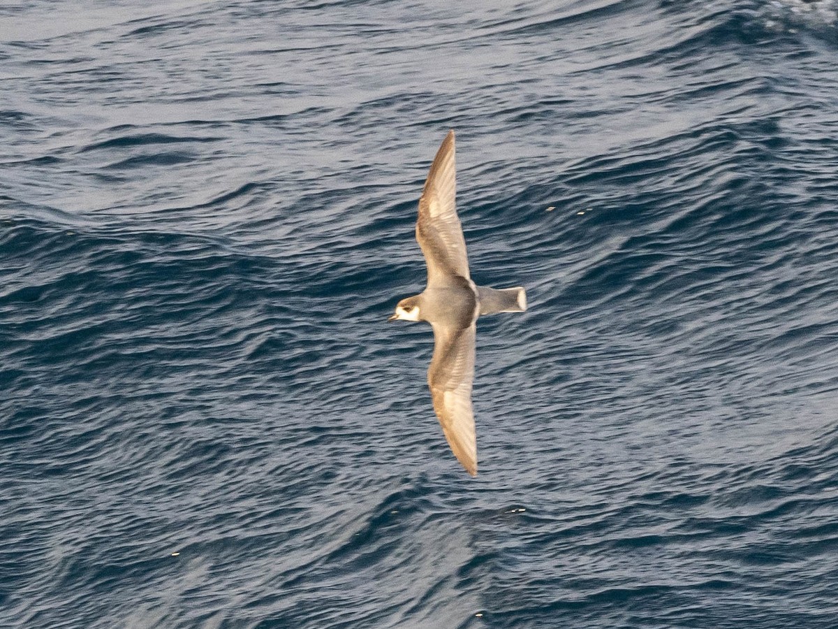 Blue Petrel - ML646152446