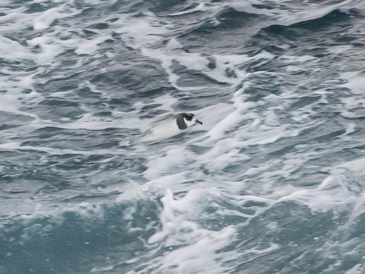 Blue Petrel - ML646152448