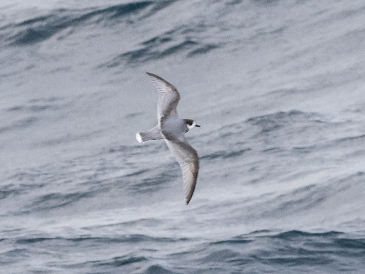 Blue Petrel - ML646152449