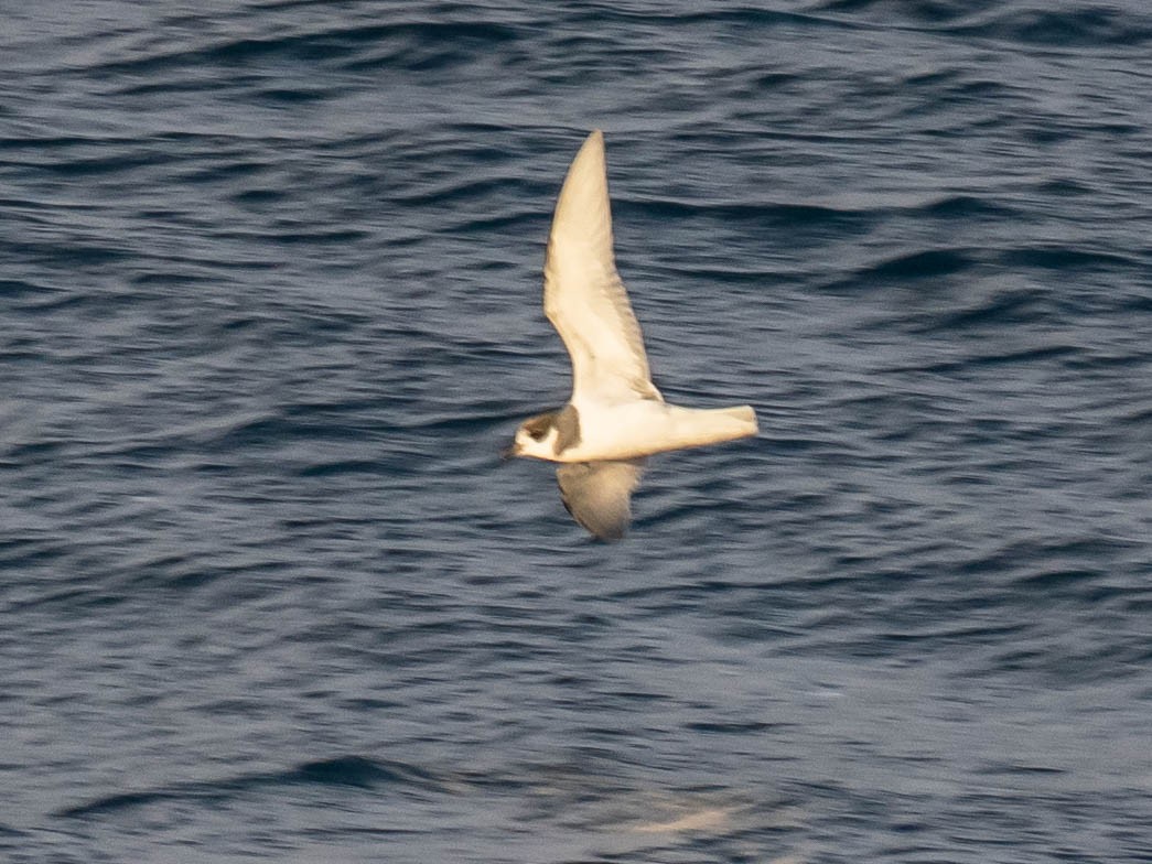 Blue Petrel - ML646152450