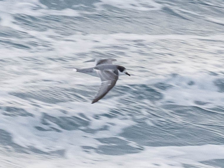 Blue Petrel - ML646152451