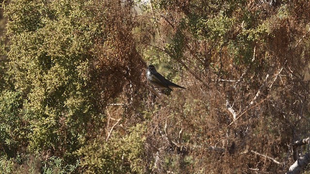 Green-tailed Towhee - ML646152452