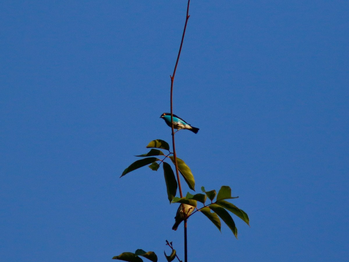 Black-faced Dacnis - ML646152453