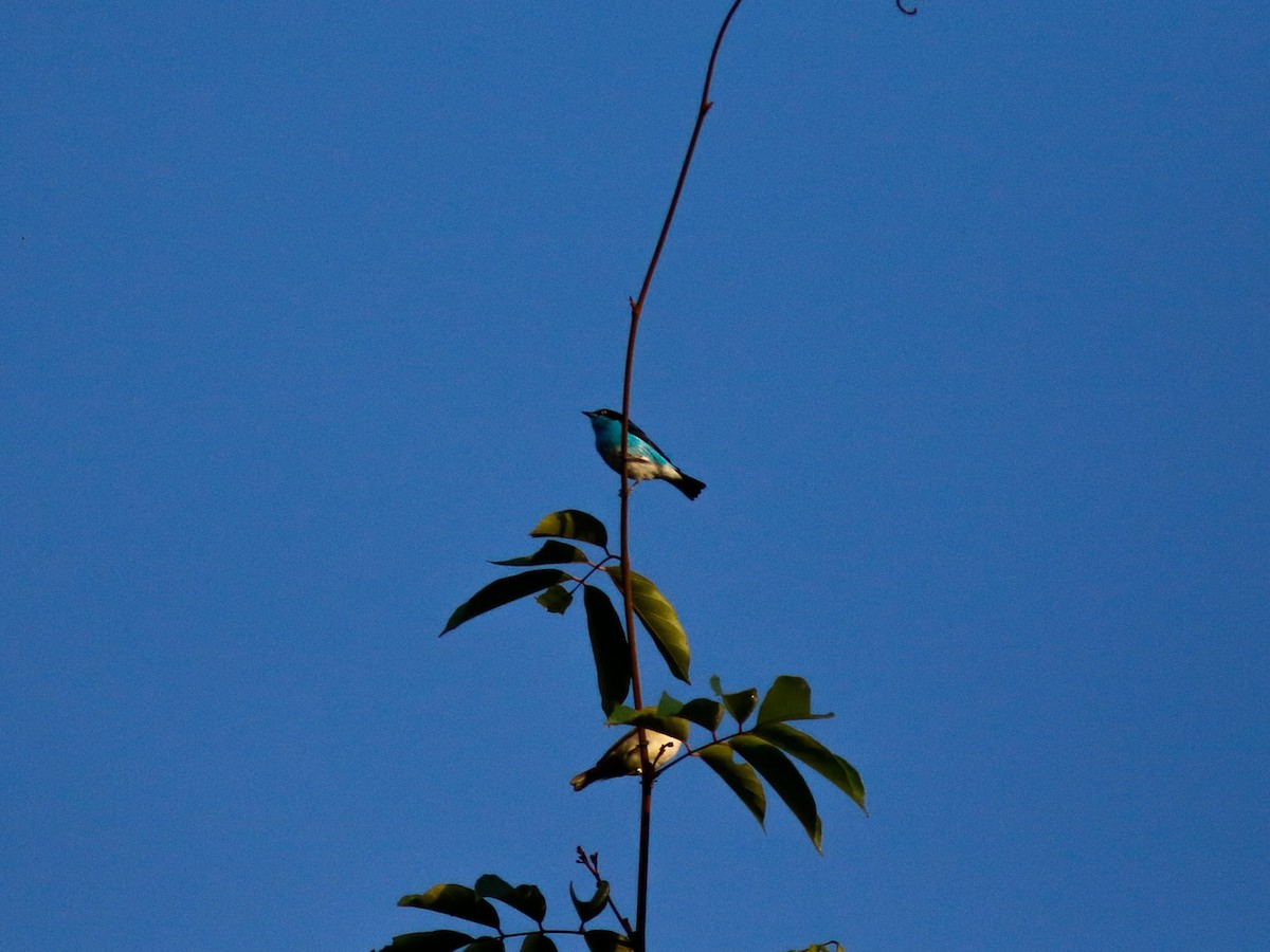 Black-faced Dacnis - ML646152454