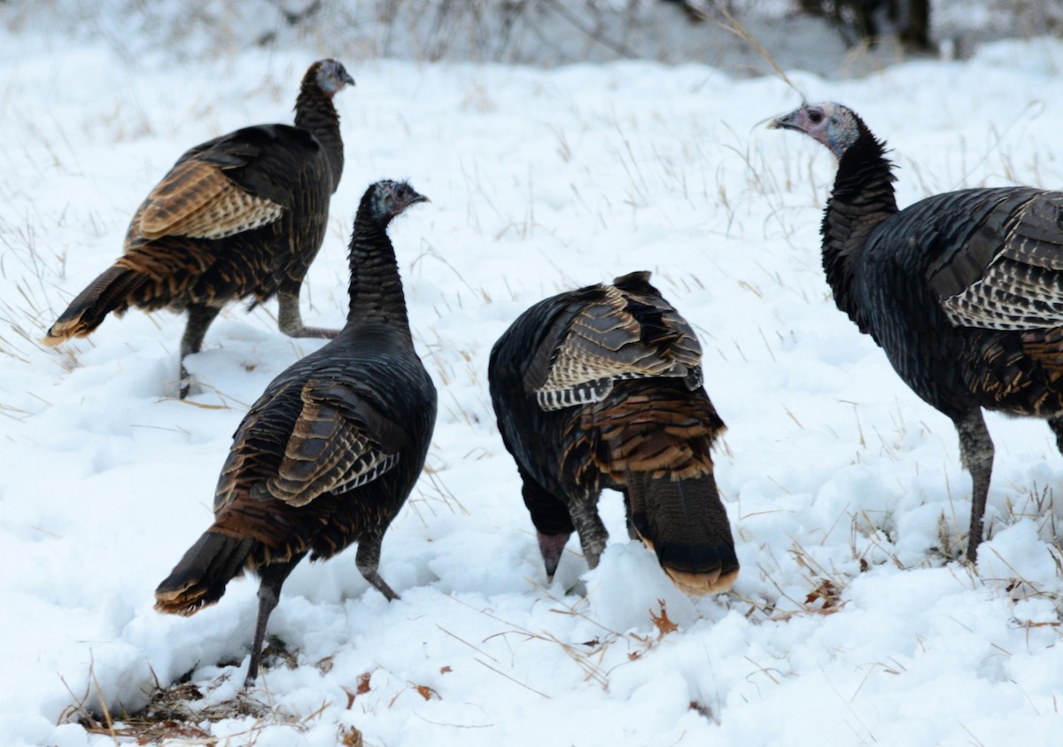 Wild Turkey - ML646152459