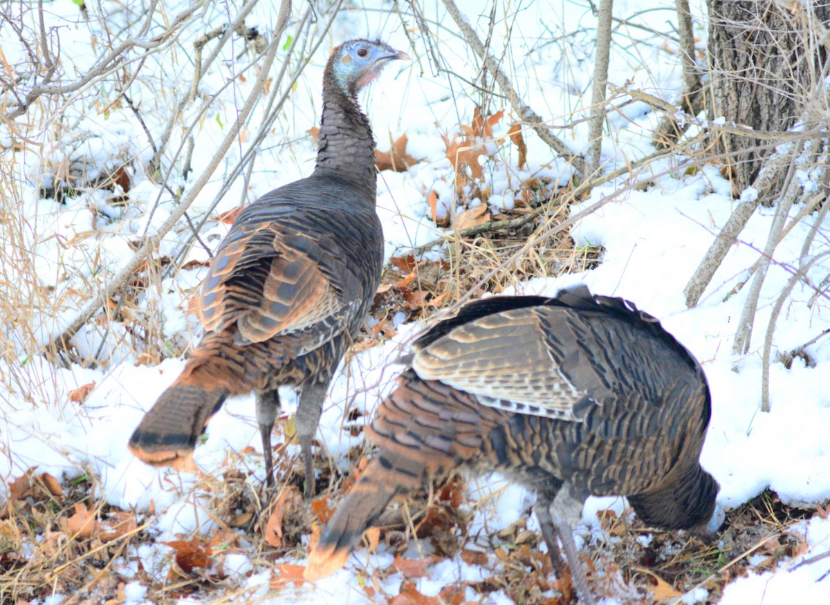 Wild Turkey - ML646152460