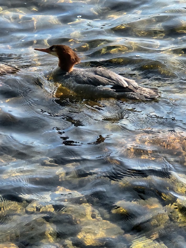 Büyük Tarakdiş - ML646152462