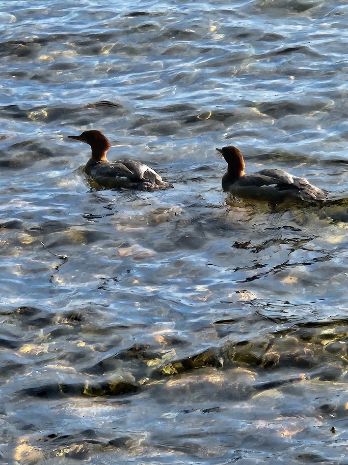 Büyük Tarakdiş - ML646152463