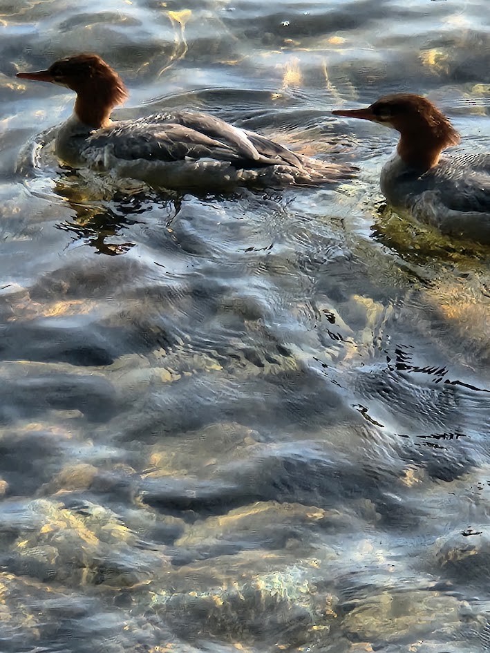 Büyük Tarakdiş - ML646152464