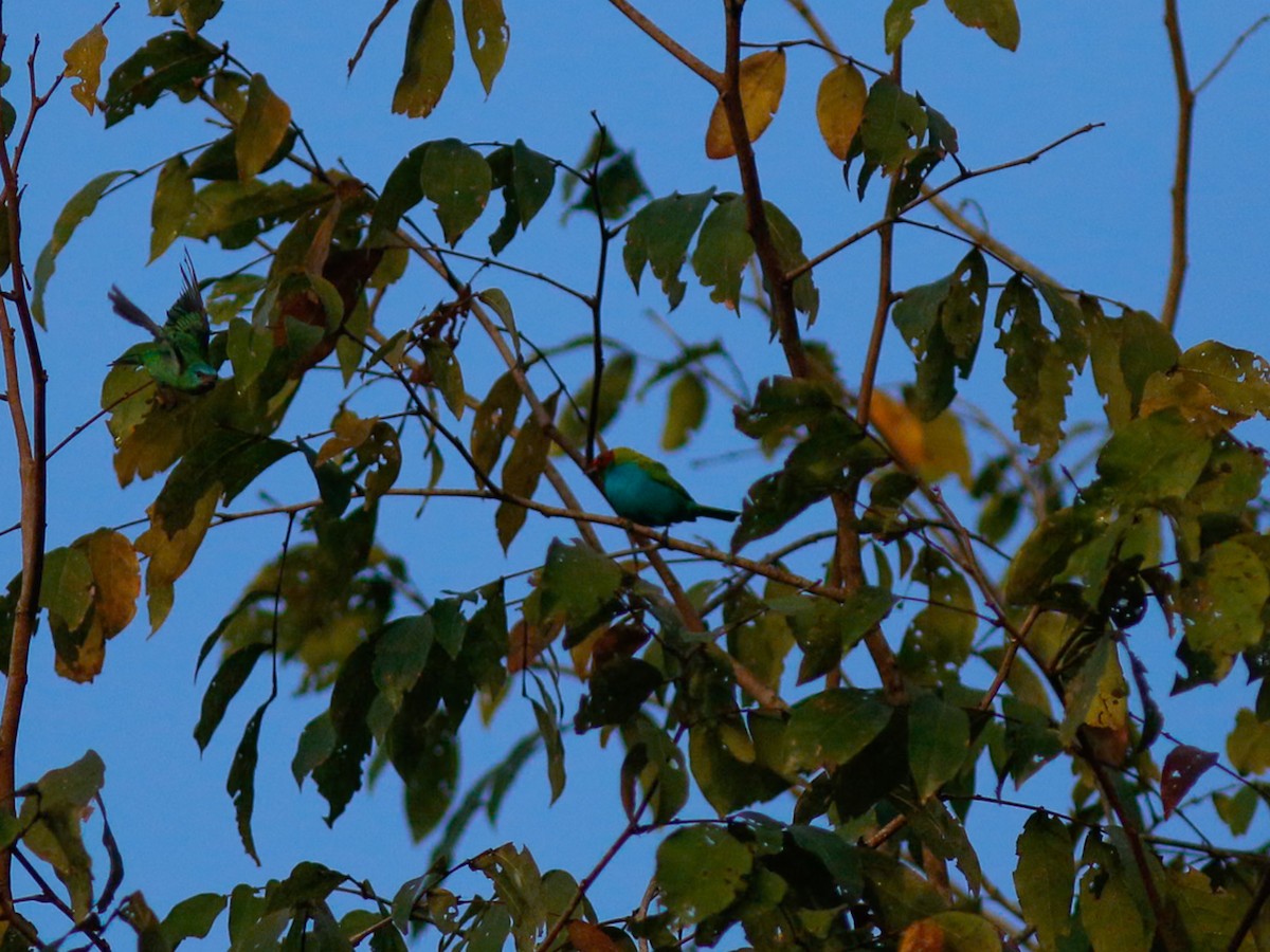 Calliste rouverdin - ML646152467