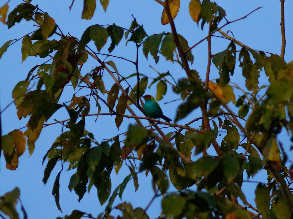 Calliste rouverdin - ML646152468