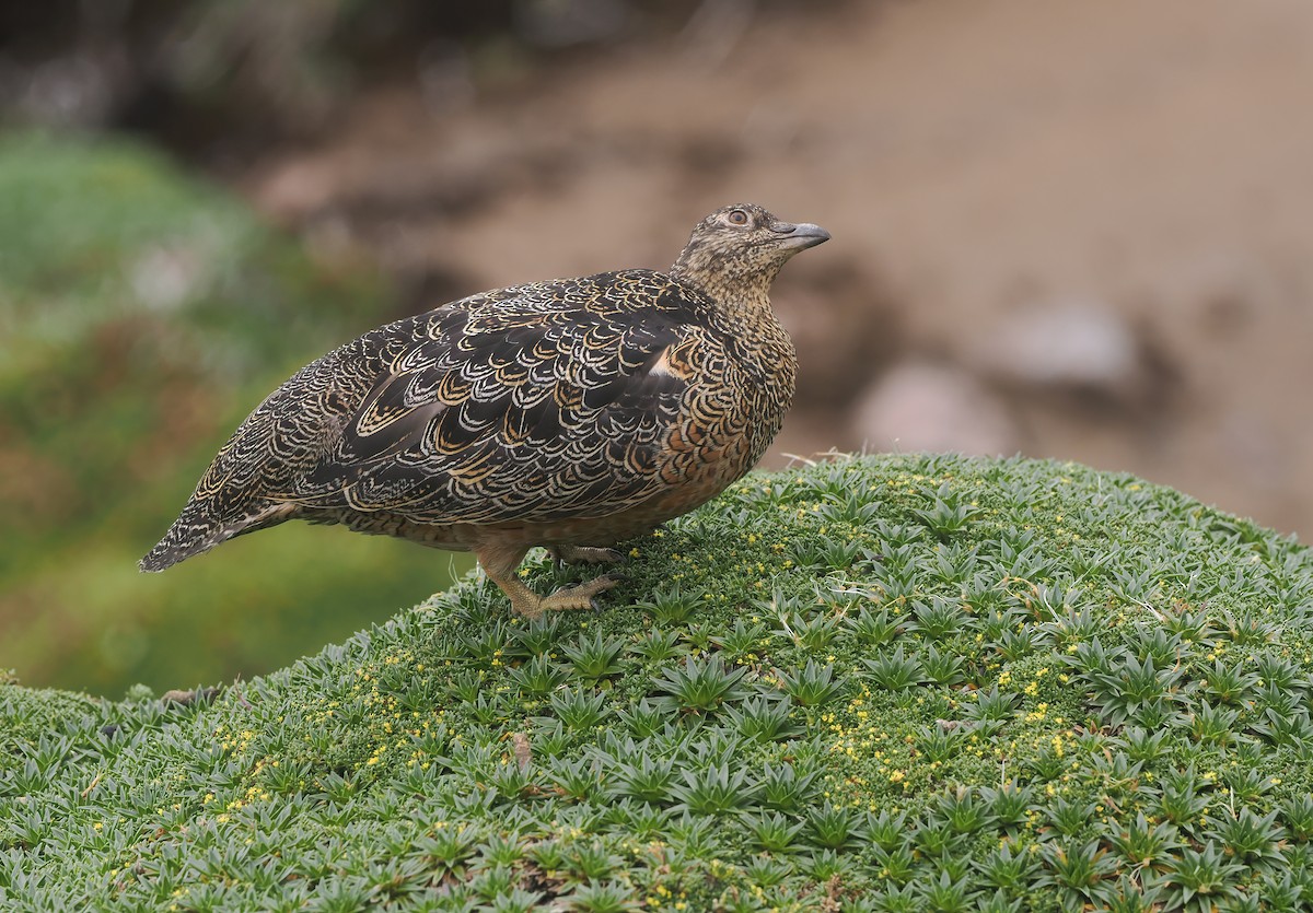 Rufous-bellied Seedsnipe - ML646152473
