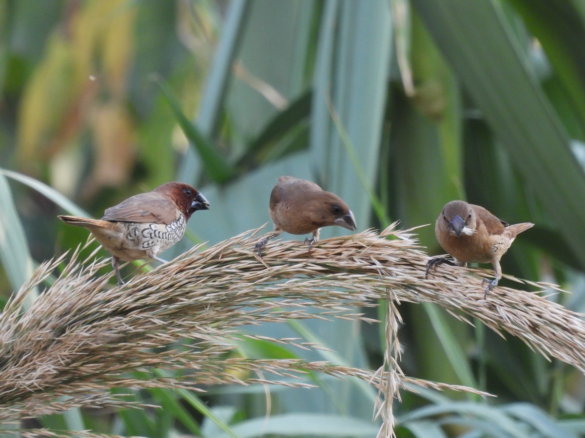 Scaly-breasted Munia - ML646152474
