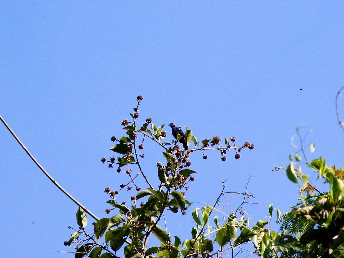 Opal-rumped Tanager (Opal-rumped) - ML646152477