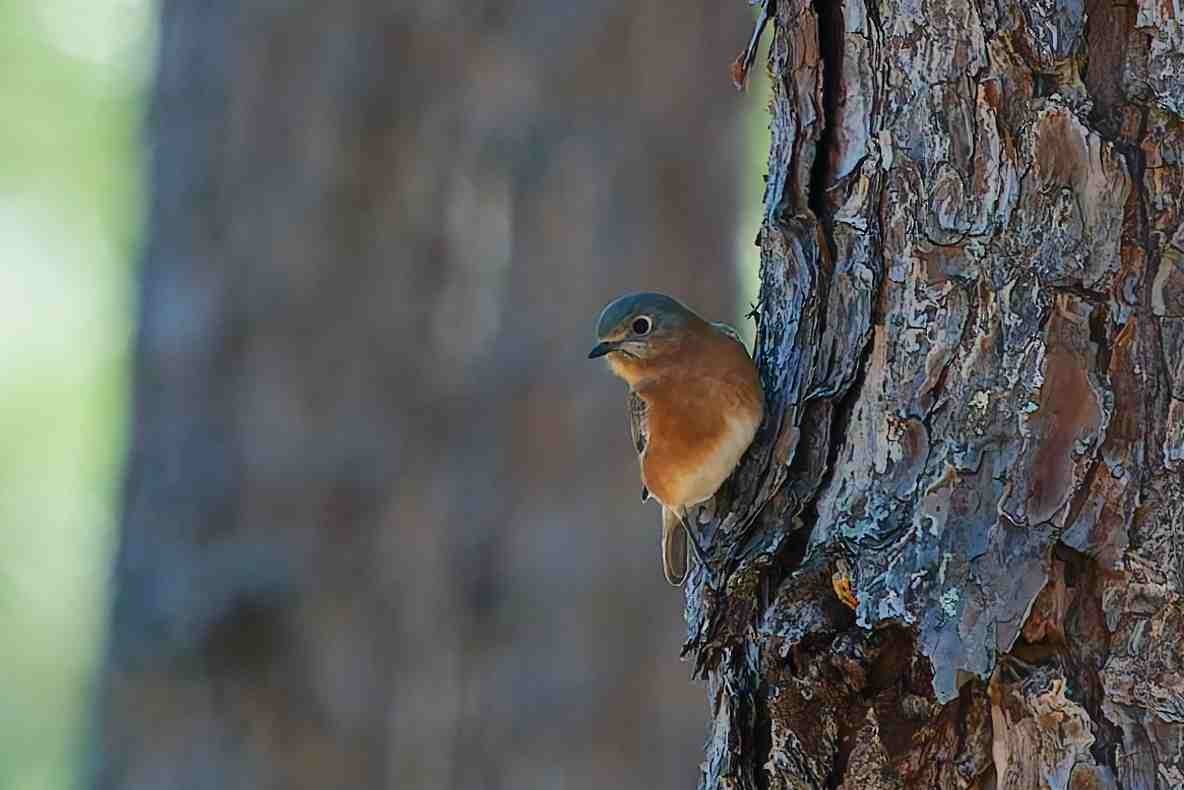 Eastern Bluebird - ML646152479