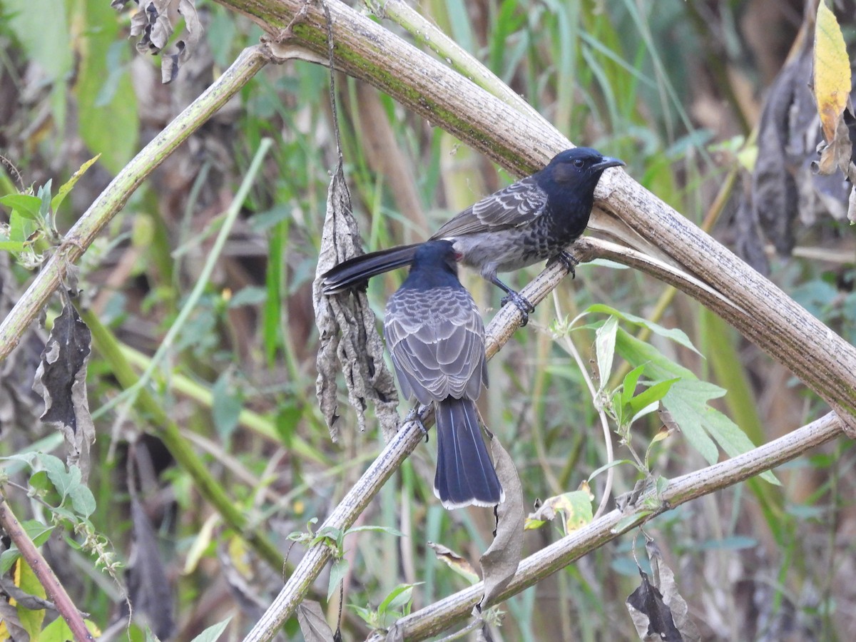 Red-vented Bulbul - ML646152480