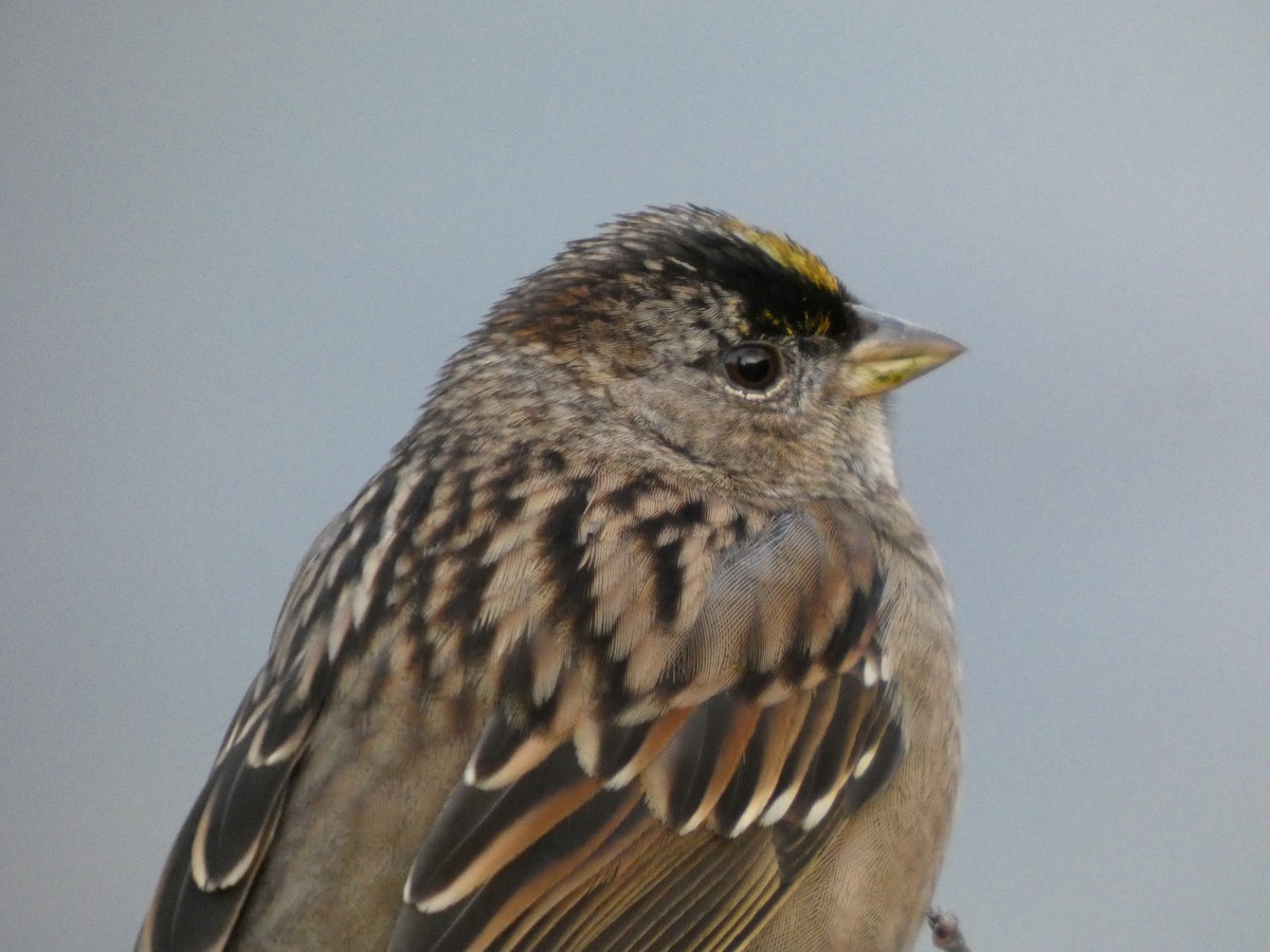 Golden-crowned Sparrow - ML646152484