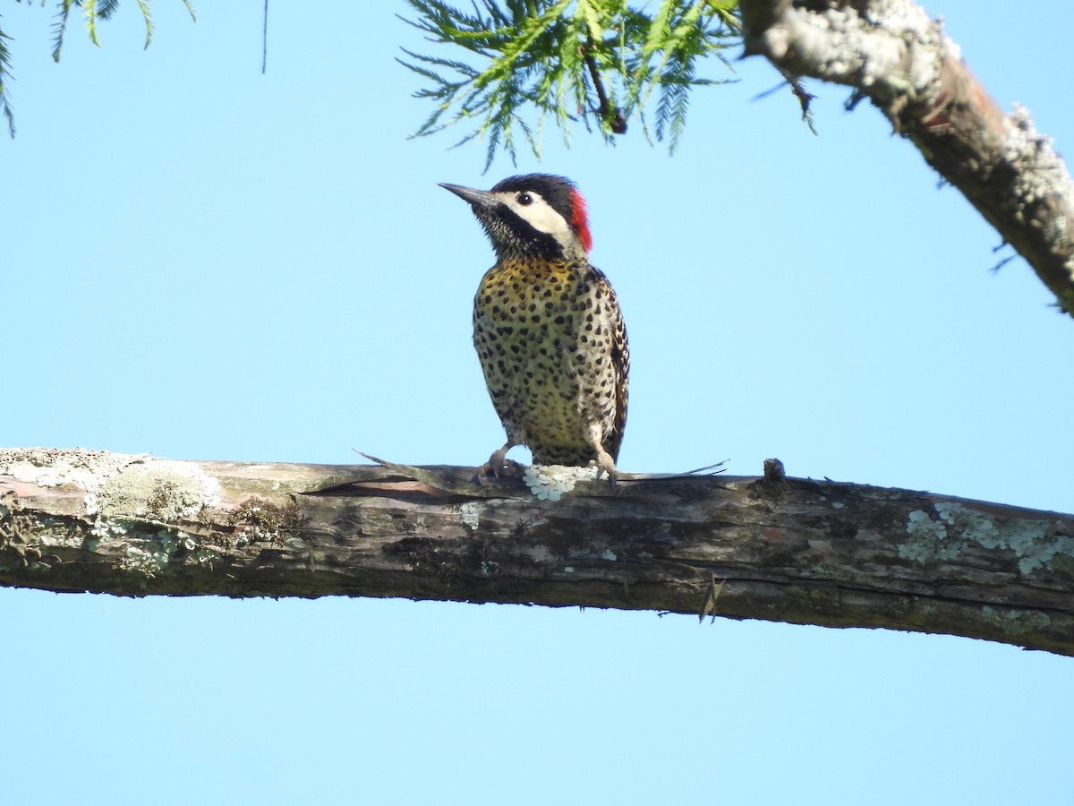 Grünbindenspecht - ML646152490