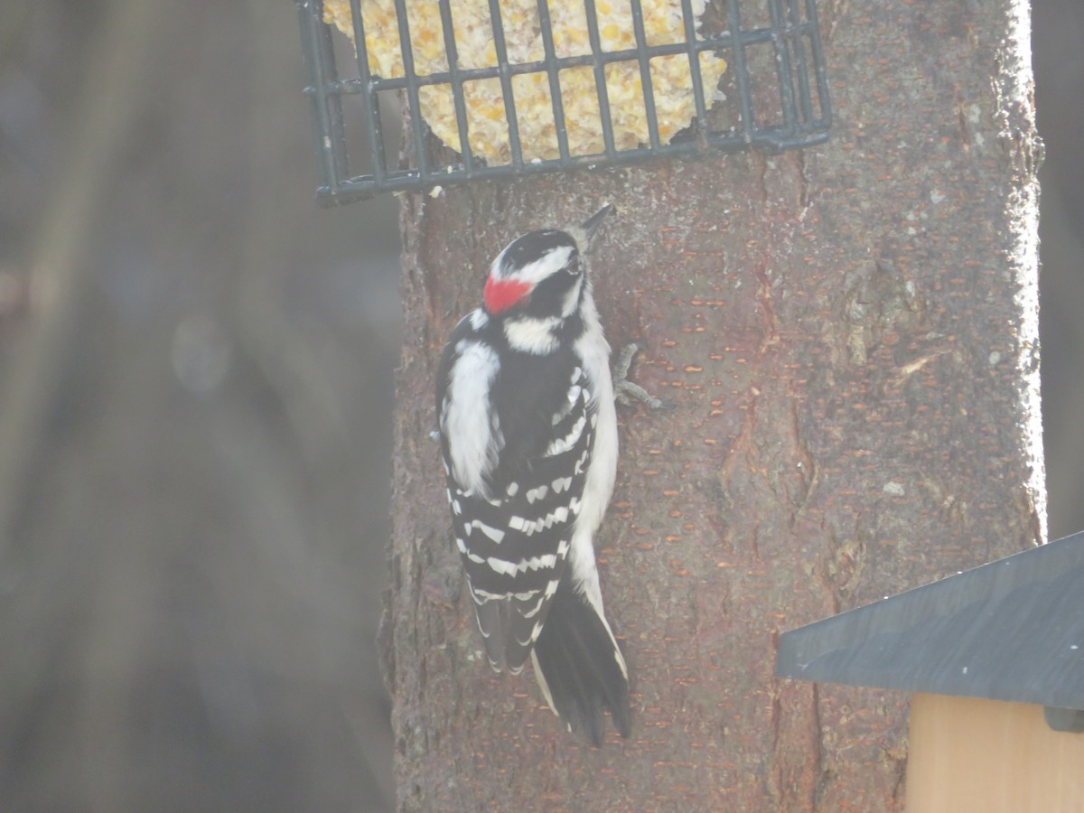 Downy Woodpecker - ML646152491