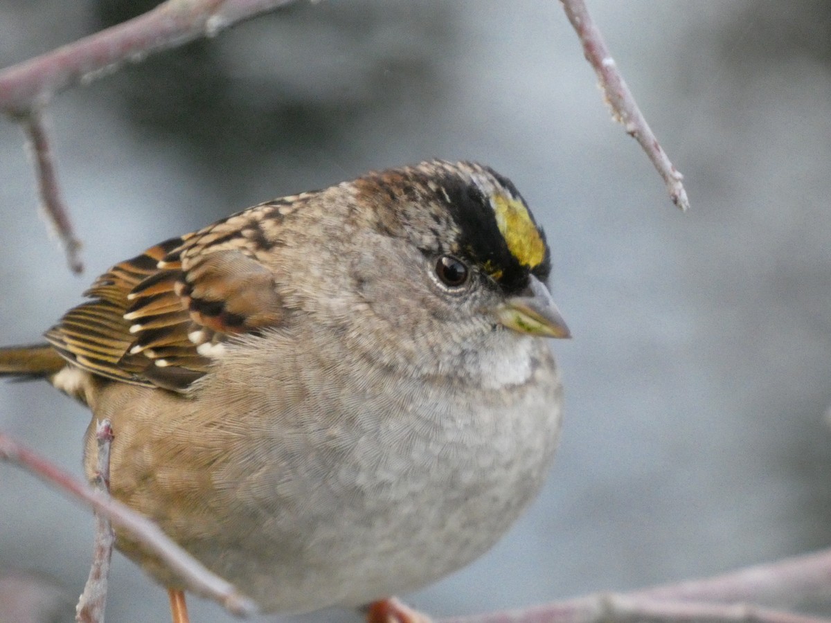 Golden-crowned Sparrow - ML646152492