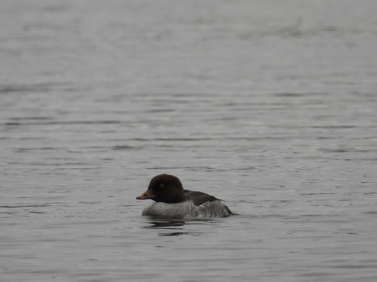 Common Goldeneye - ML646152495