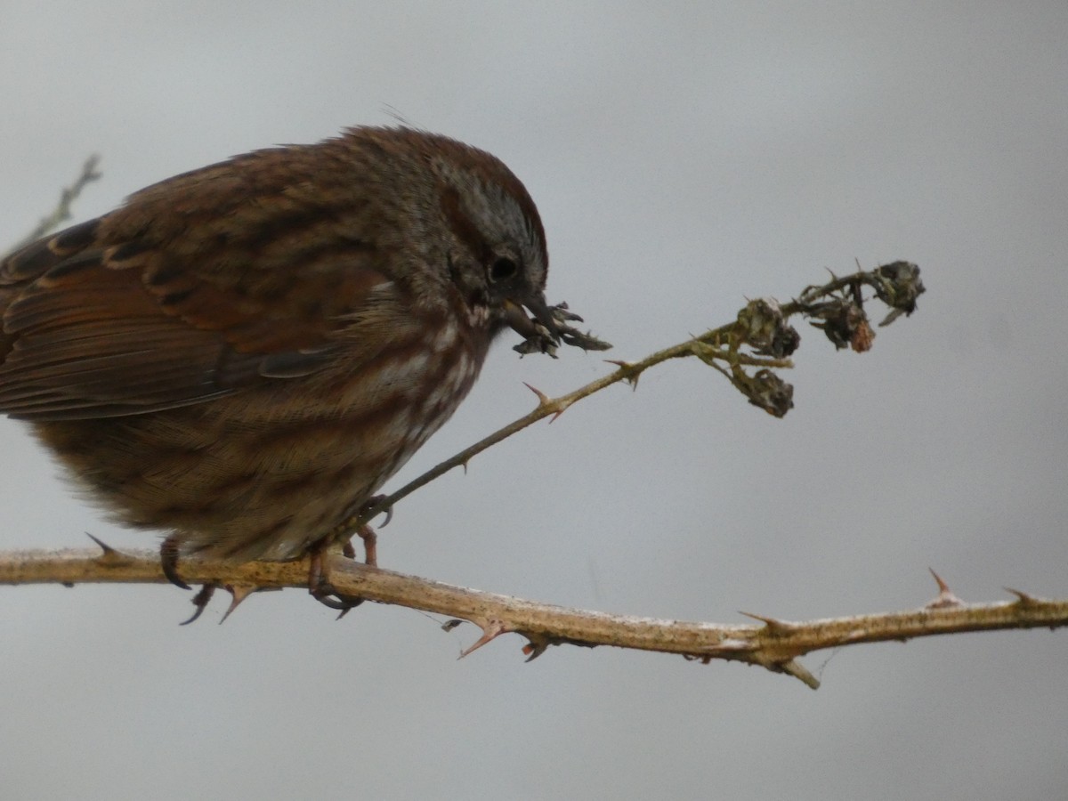 strnadec zpěvný - ML646152502