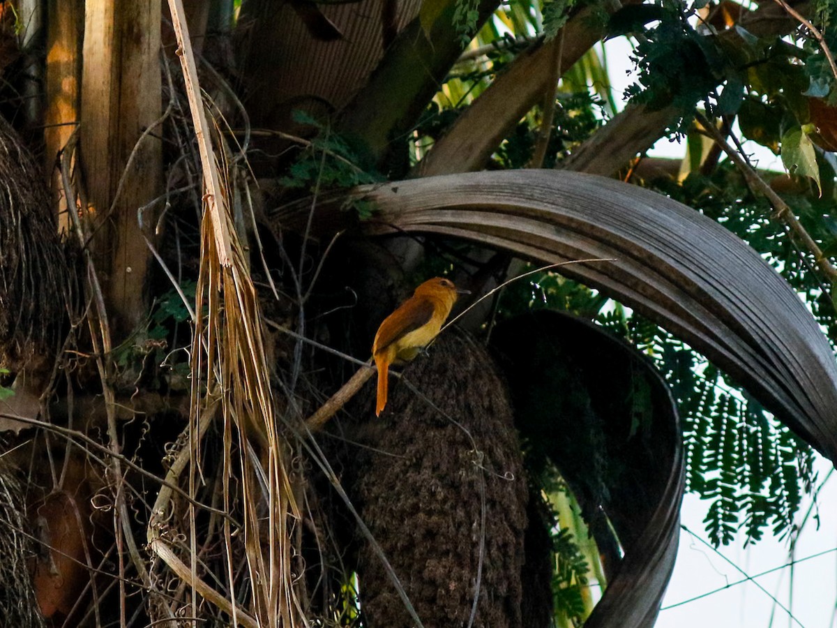 Cinnamon Attila - ML646152509