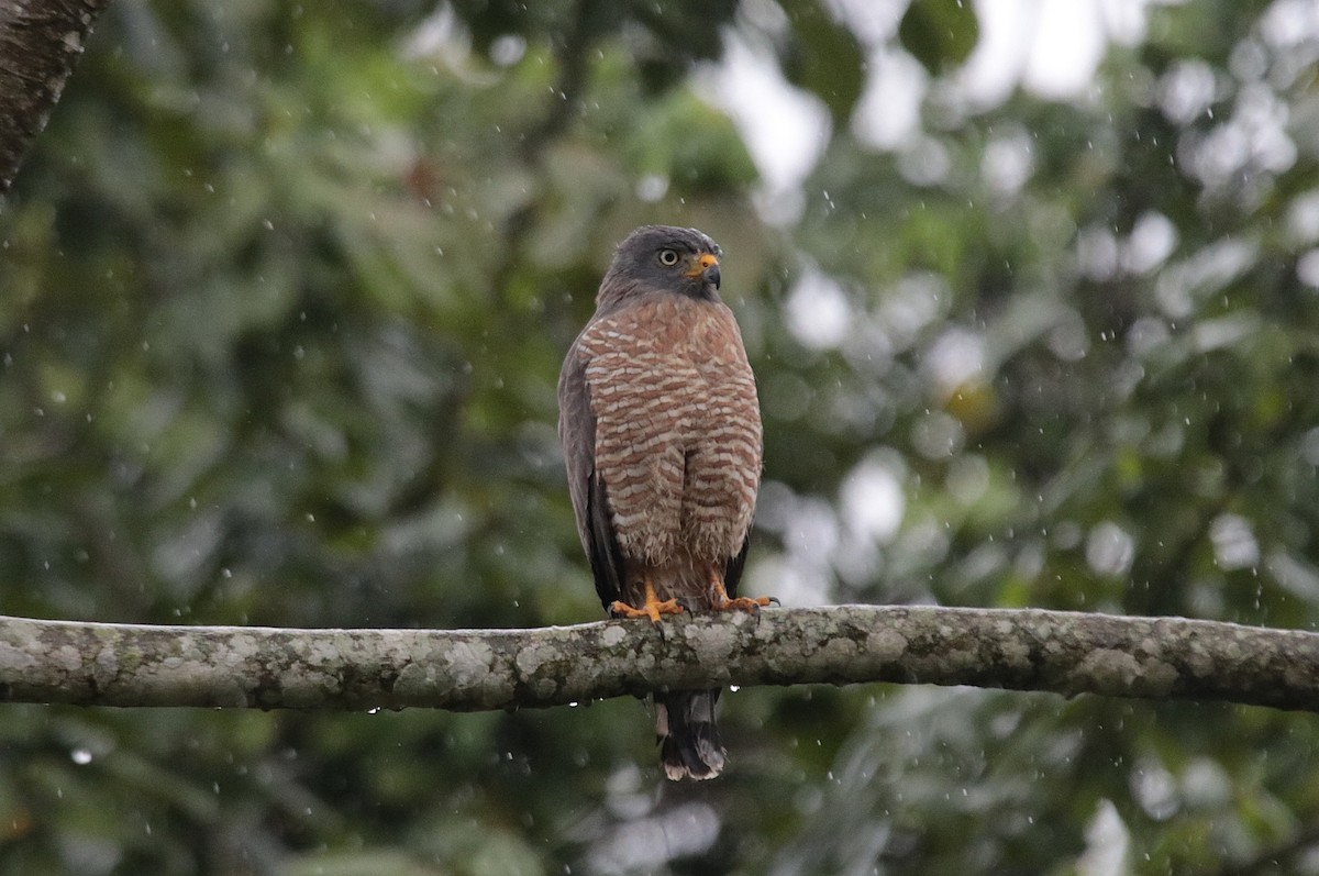 káně krahujová - ML646152510