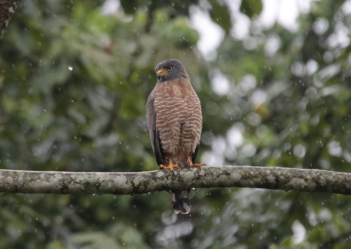 káně krahujová - ML646152511