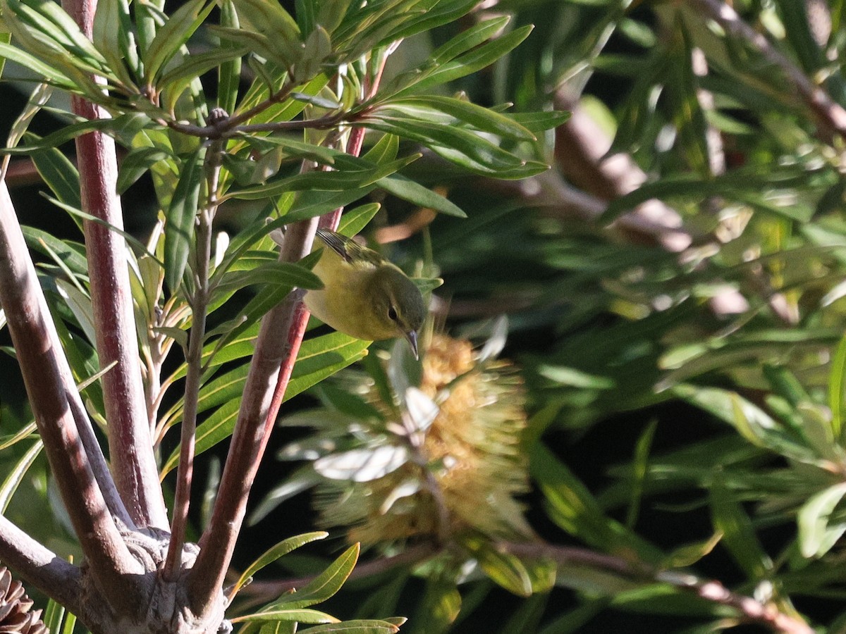 Tennessee Warbler - ML646152518