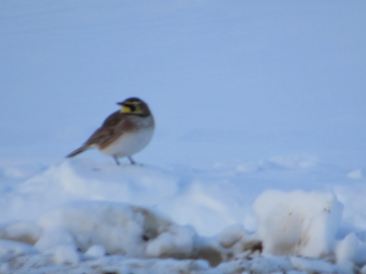 Horned Lark - ML646152533