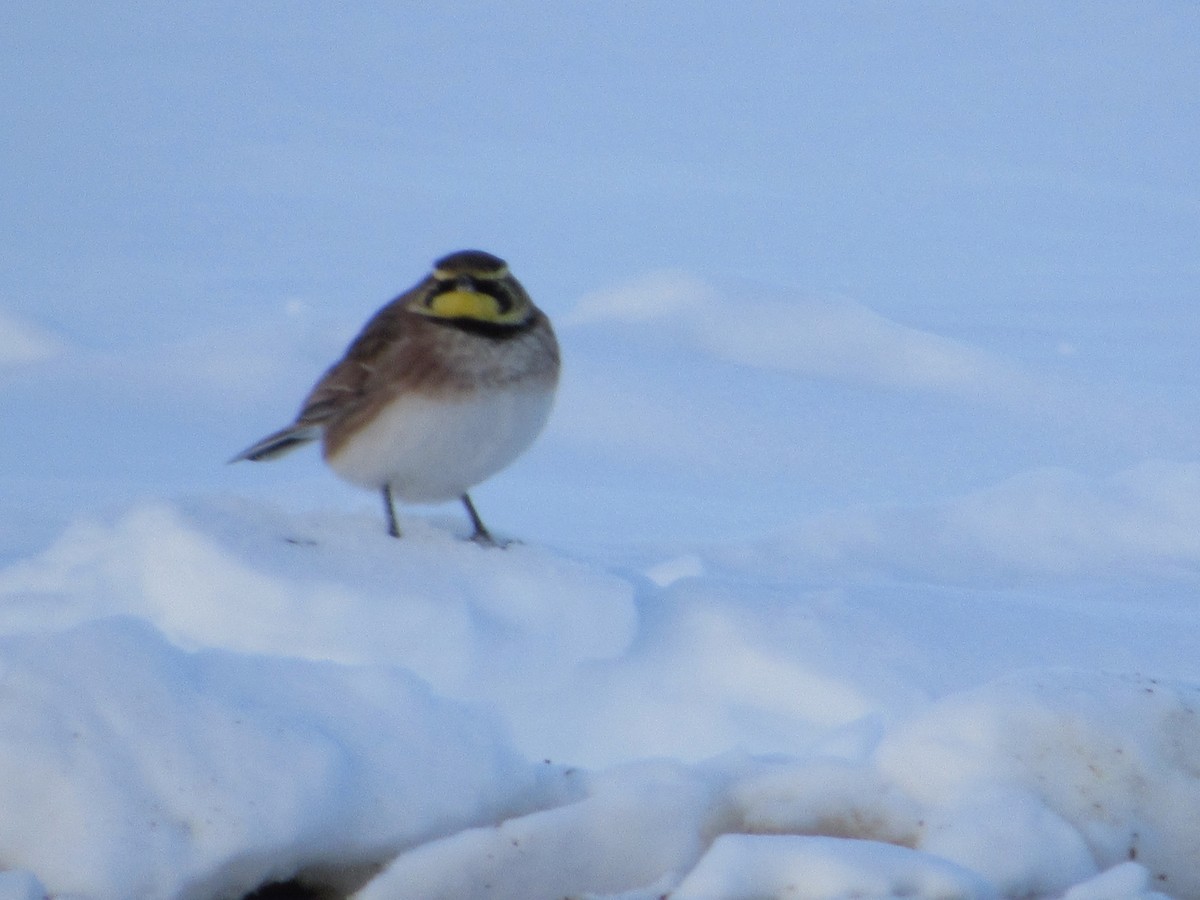 Horned Lark - ML646152534