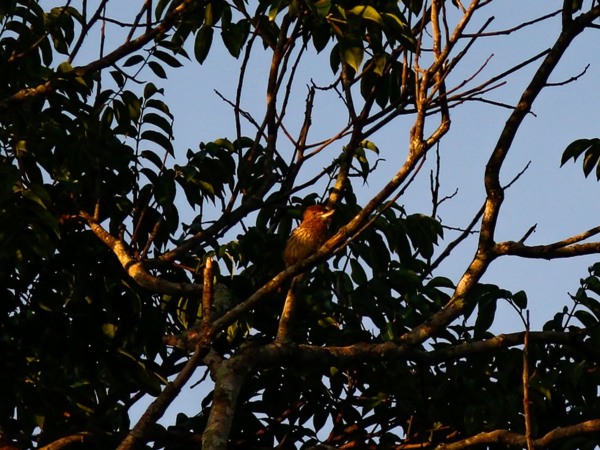 Лінивка-смугохвіст білогорла - ML646152536