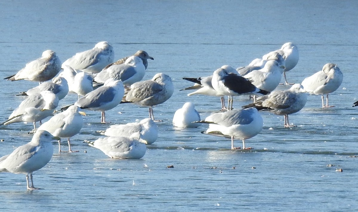 Great Black-backed Gull - ML646152538