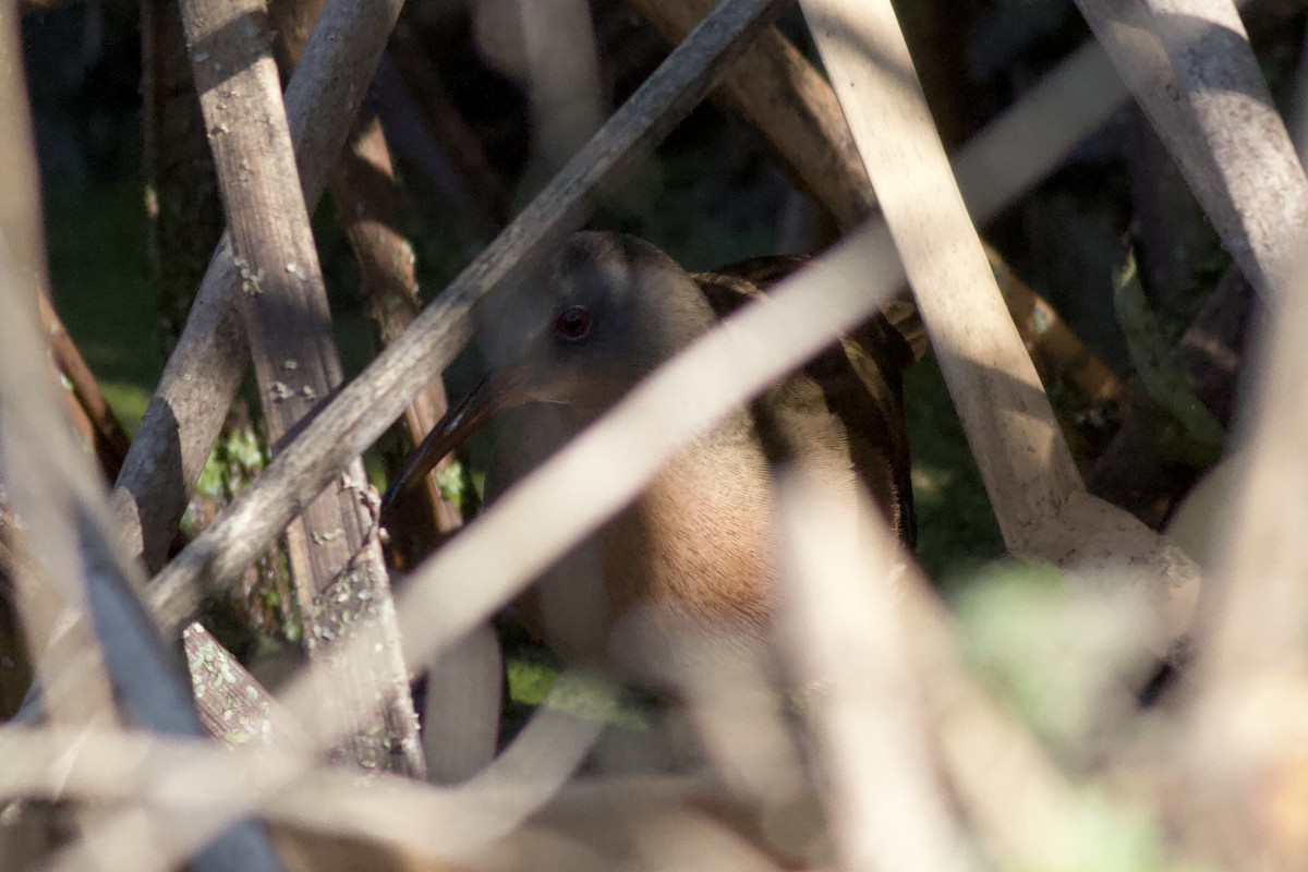 Пастушок віргінський - ML646152541