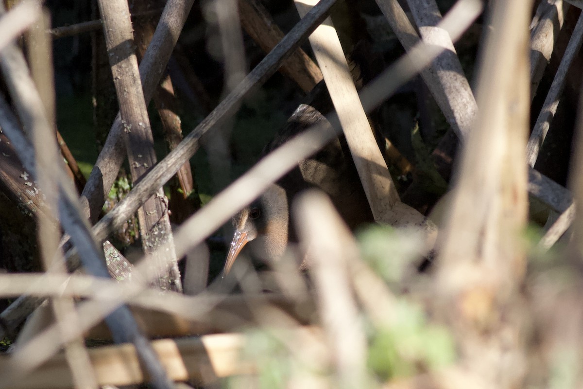 Пастушок віргінський - ML646152542