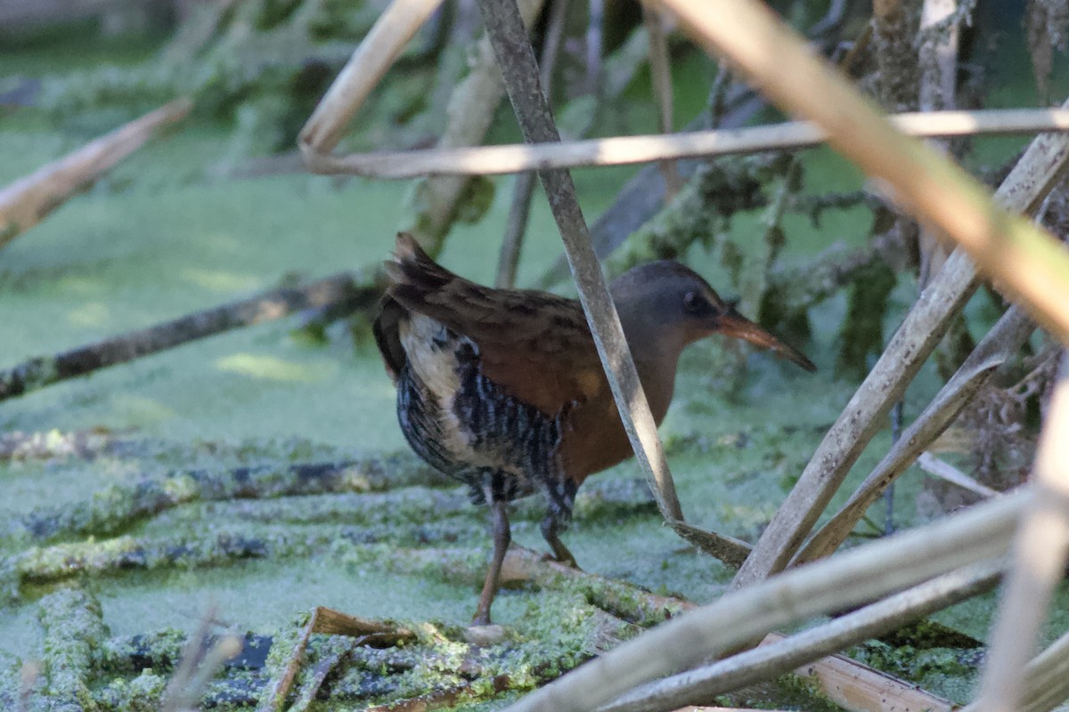Пастушок віргінський - ML646152543