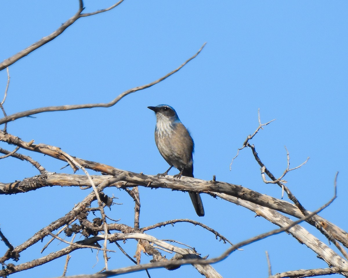 Woodhouse's Scrub-Jay - ML646152550