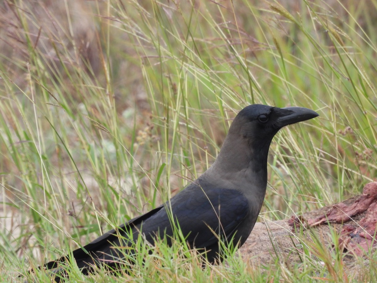 House Crow - ML646152551