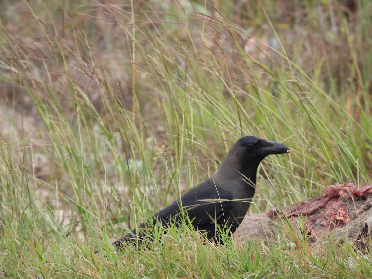 House Crow - ML646152558