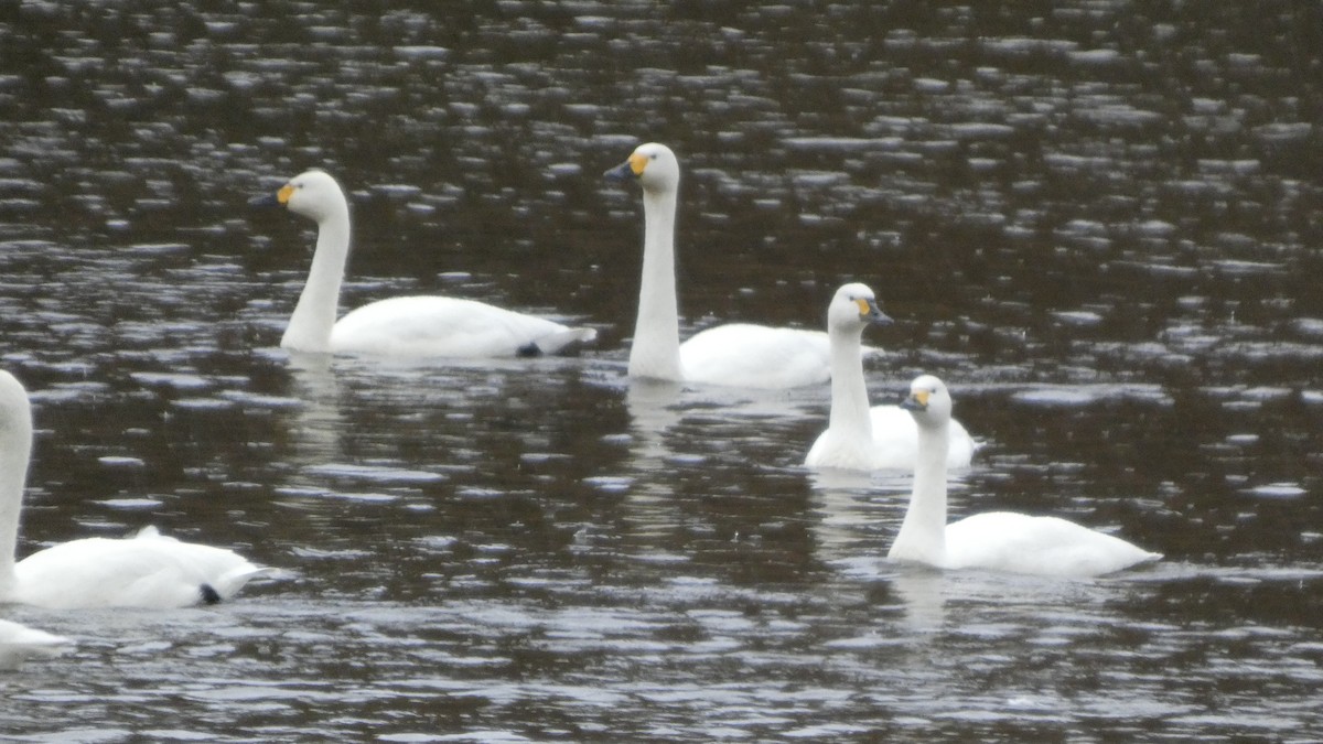 dvergsvane - ML646152559