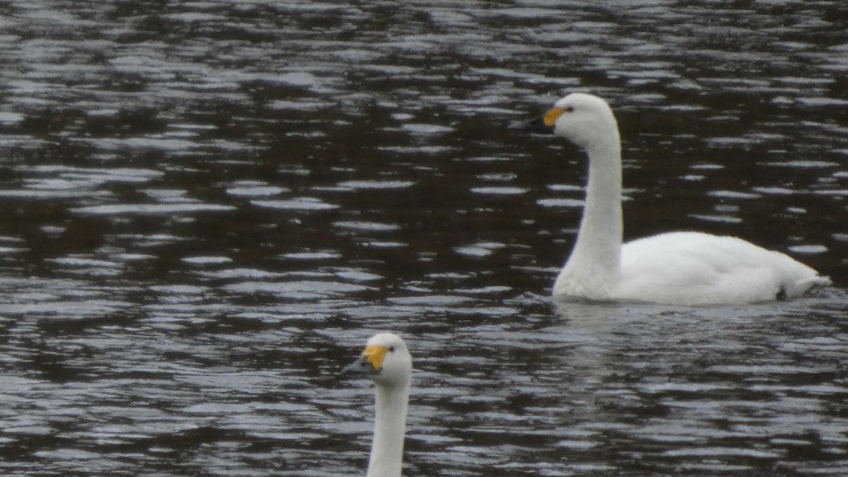 dvergsvane - ML646152560