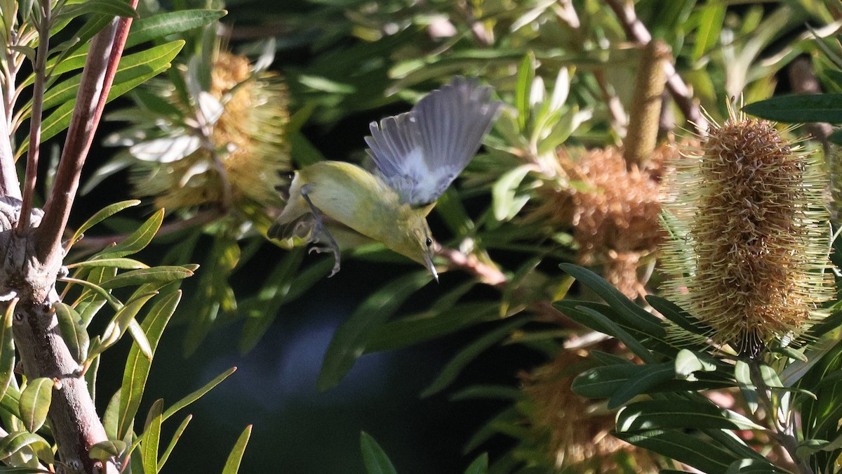 Tennessee Warbler - ML646152564